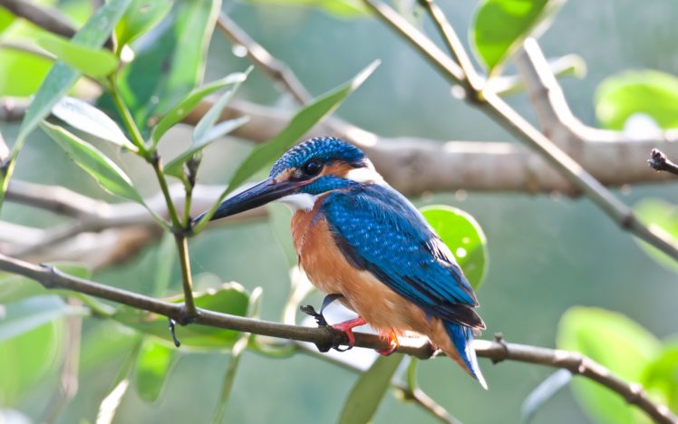 blue, Birds, Kingfisher, Rio HD Wallpaper Desktop Background