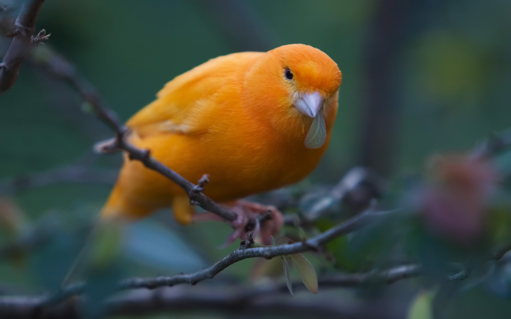 birds Wallpaper