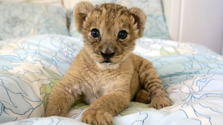nature, Animals, Lions, Baby, Animals HD Wallpaper Desktop Background