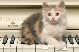 piano, Cats, Blue, Eyes, Animals, Kittens
