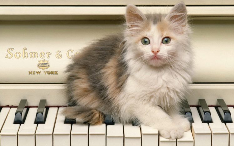 piano, Cats, Blue, Eyes, Animals, Kittens HD Wallpaper Desktop Background