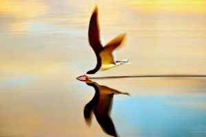 water, Flying, Birds, Reflections, Simple, Background