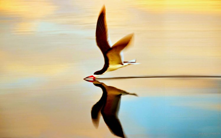 water, Flying, Birds, Reflections, Simple, Background HD Wallpaper Desktop Background