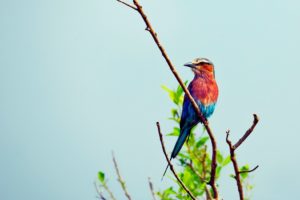 multicolor, Birds, Leaves, Branches, Lilac breasted, Roller