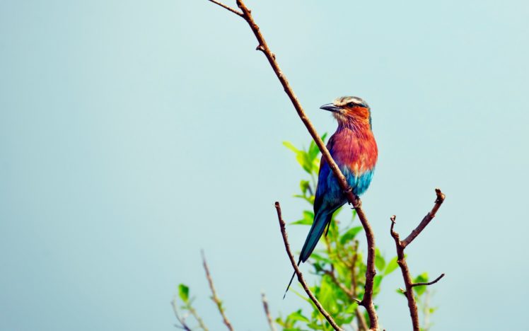 multicolor, Birds, Leaves, Branches, Lilac breasted, Roller HD Wallpaper Desktop Background