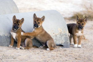 dingo, Dog, Canine