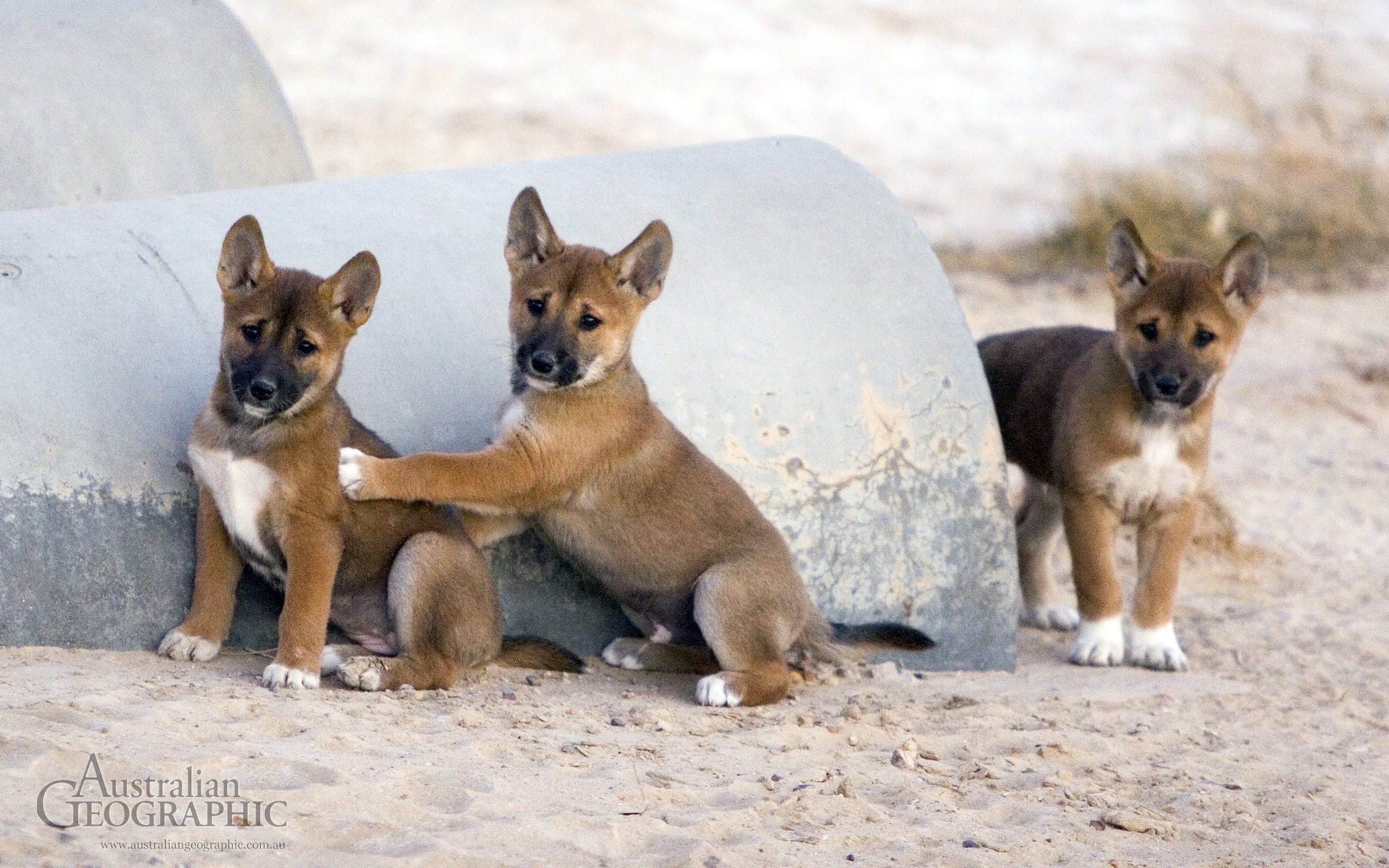 dingo, Dog, Canine Wallpaper