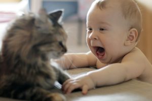 cats, Animals, Kids, Funny