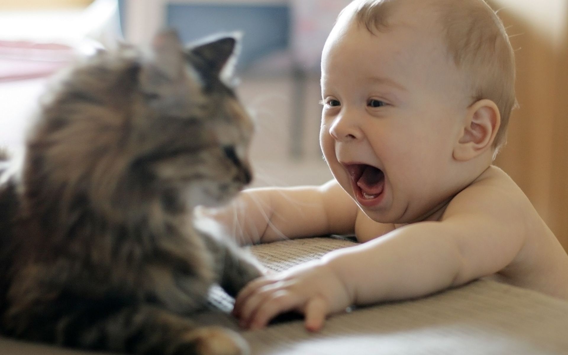 cats, Animals, Kids, Funny Wallpaper
