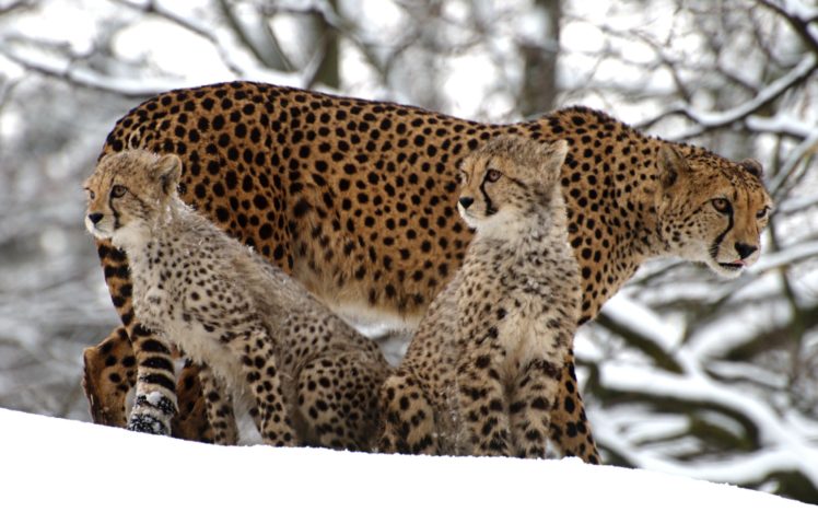 nature, Animals, Panthers, Speed HD Wallpaper Desktop Background