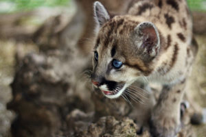 cute, Cougar, Cub