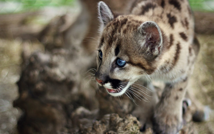 cute, Cougar, Cub HD Wallpaper Desktop Background