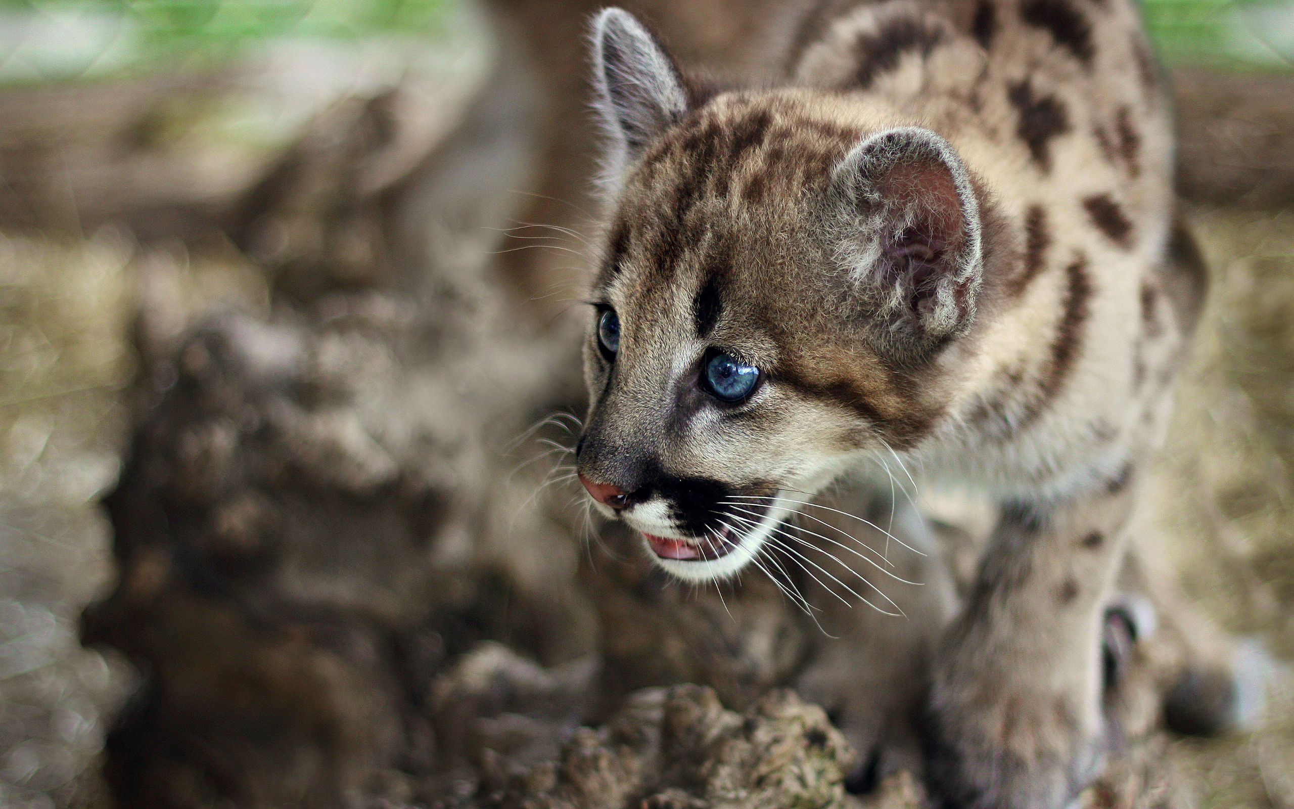 cute, Cougar, Cub Wallpaper