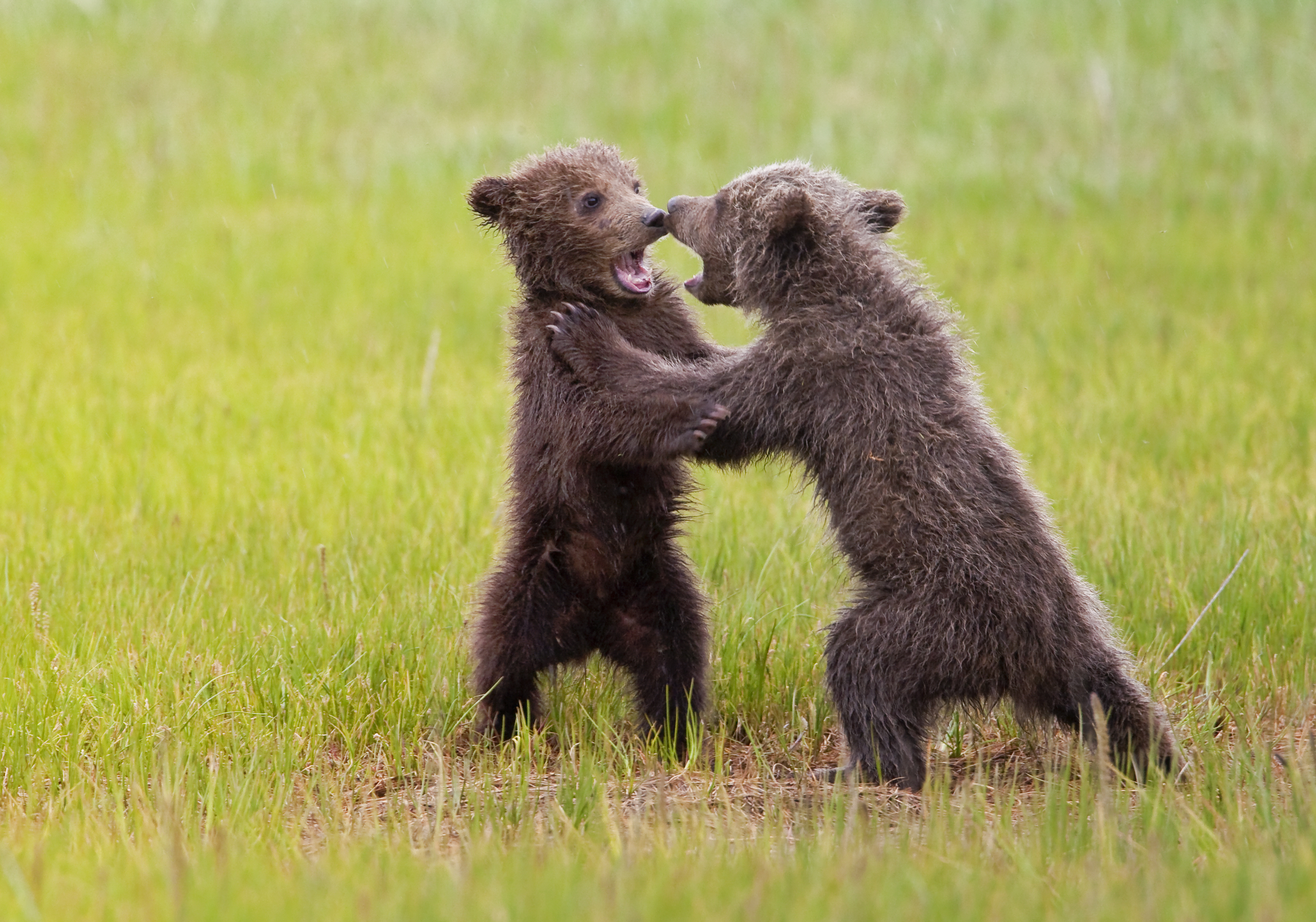 bear, Battle, Predator, Cub, Baby, H Wallpaper