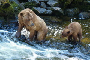 bear, River, Baby, Cub, E