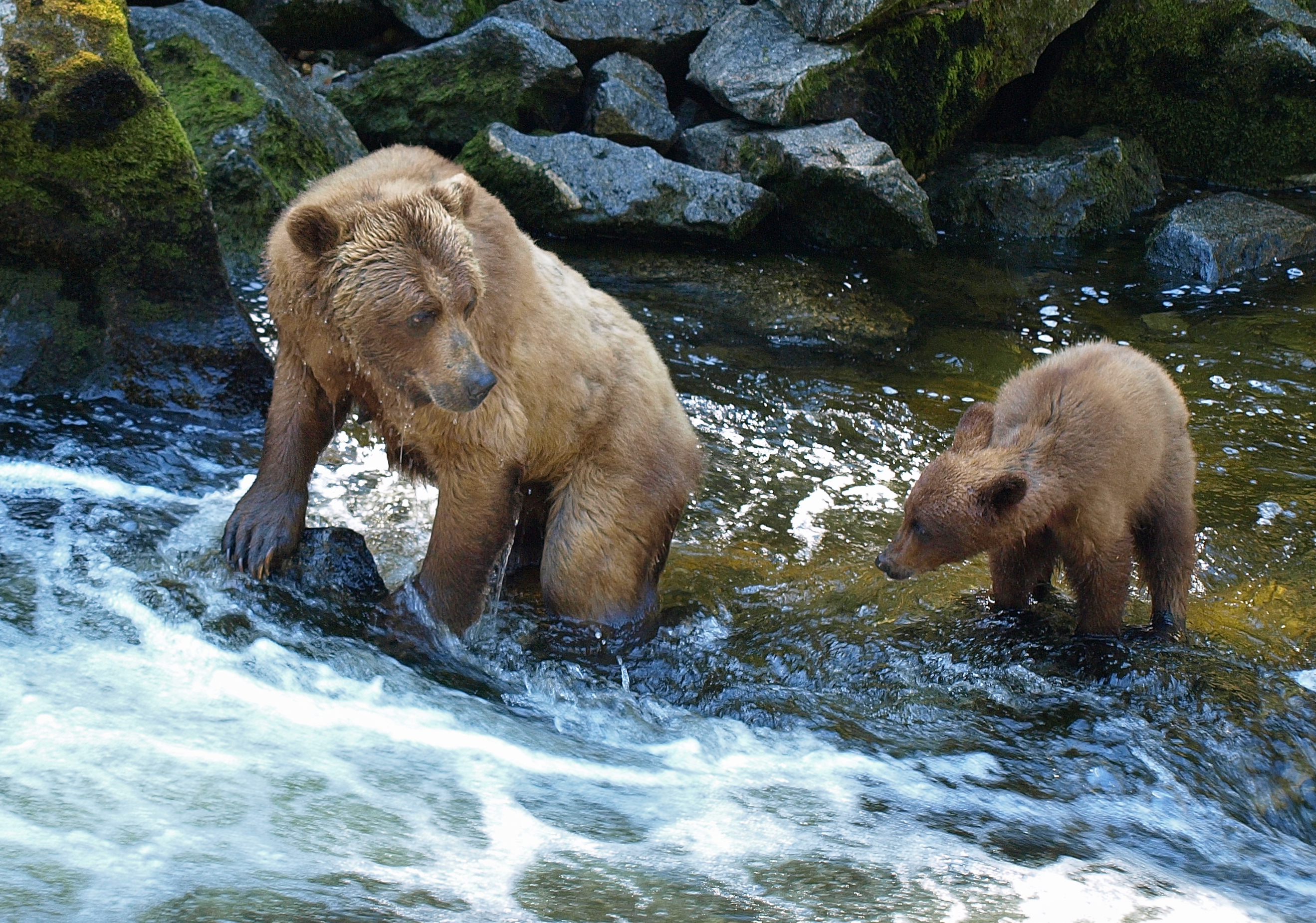 bear, River, Baby, Cub, E Wallpaper