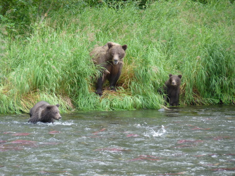 bear, River, Baby, Cub, F HD Wallpaper Desktop Background