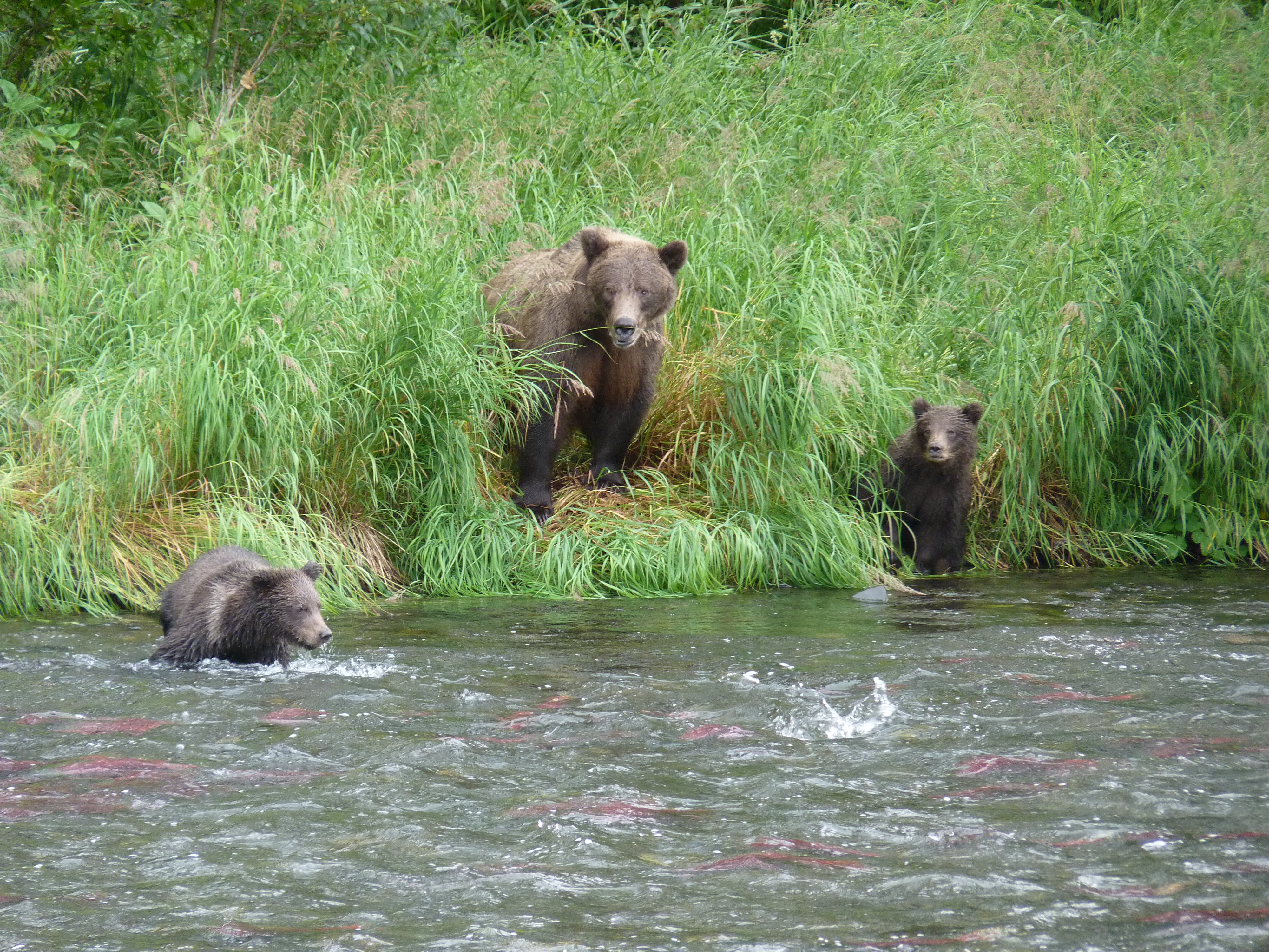 bear, River, Baby, Cub, F Wallpaper