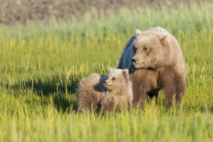 bears, Brown, Two, Grass, Animals, Bear, Cub, Baby