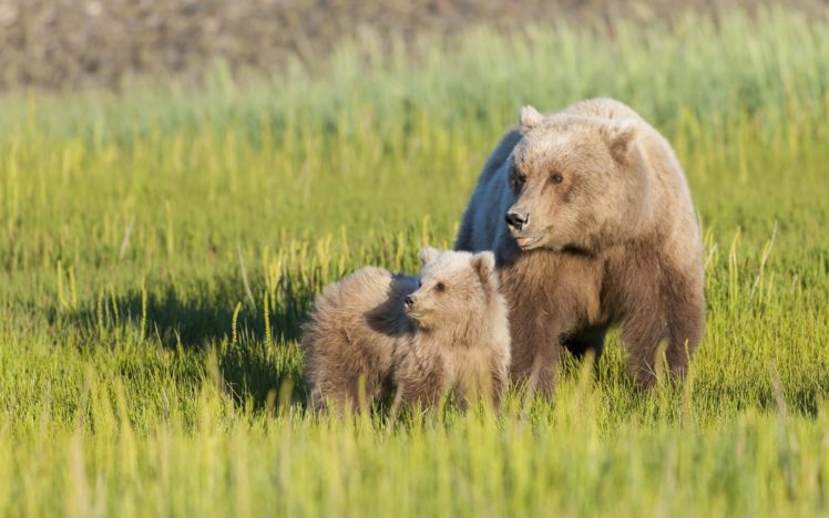 bears, Brown, Two, Grass, Animals, Bear, Cub, Baby HD Wallpaper Desktop Background