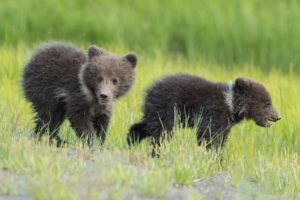 bears, Brown, Two, Grass, Animals