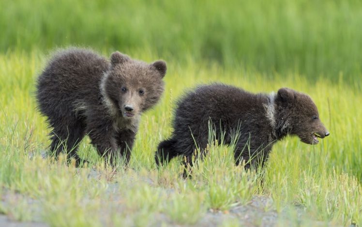 bears, Brown, Two, Grass, Animals HD Wallpaper Desktop Background