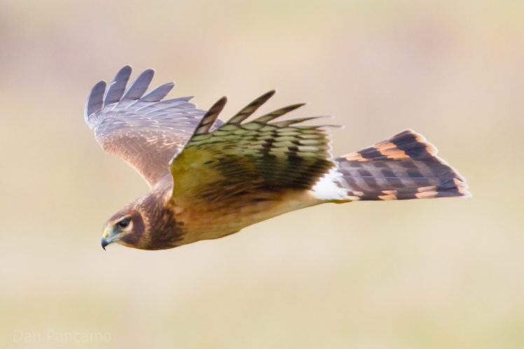 bird, Eagle, Flight, Hawk HD Wallpaper Desktop Background