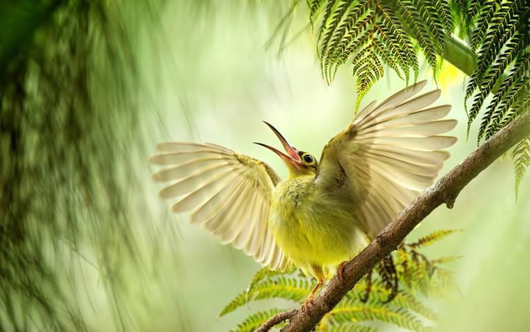 bird, Wings, Wingspan, Beak, Branch HD Wallpaper Desktop Background