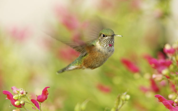 birds, Colibri, Flight, Animals, Hummingbird HD Wallpaper Desktop Background