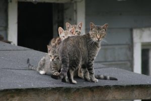 cat, Feline, Cats, Kitten, Baby