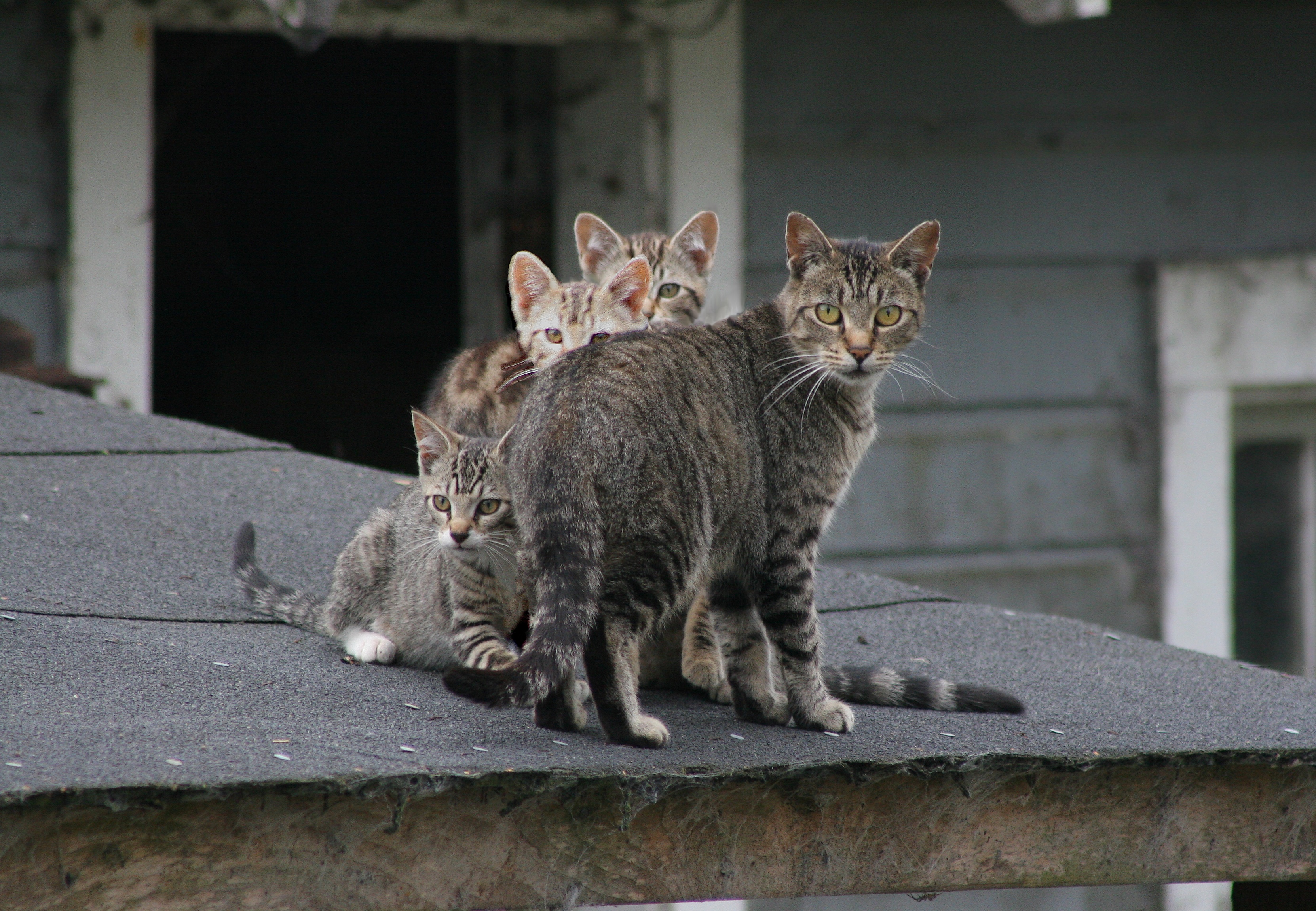 cat, Feline, Cats, Kitten, Baby Wallpaper