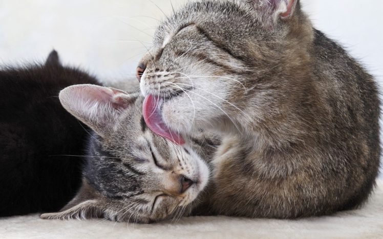 cat, Kitten, Petting, Love, Baby HD Wallpaper Desktop Background