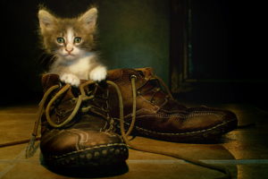 cats, Kittens, Boots, Animals