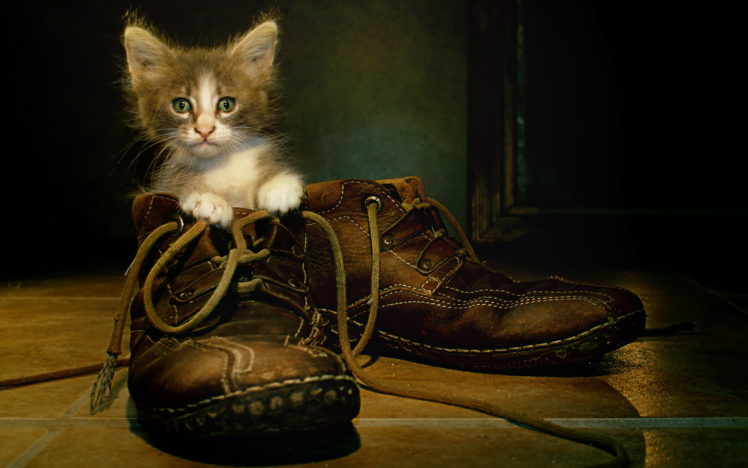 cats, Kittens, Boots, Animals HD Wallpaper Desktop Background