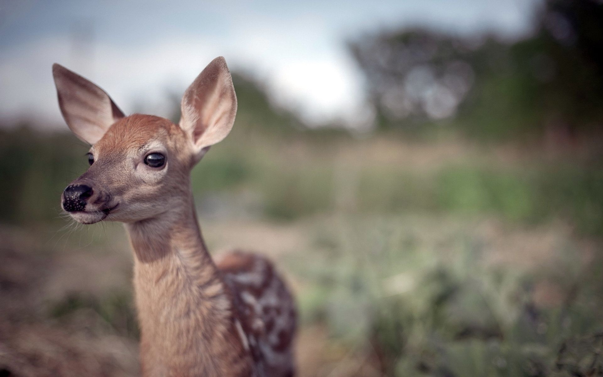deer, Cub, Baby Wallpaper