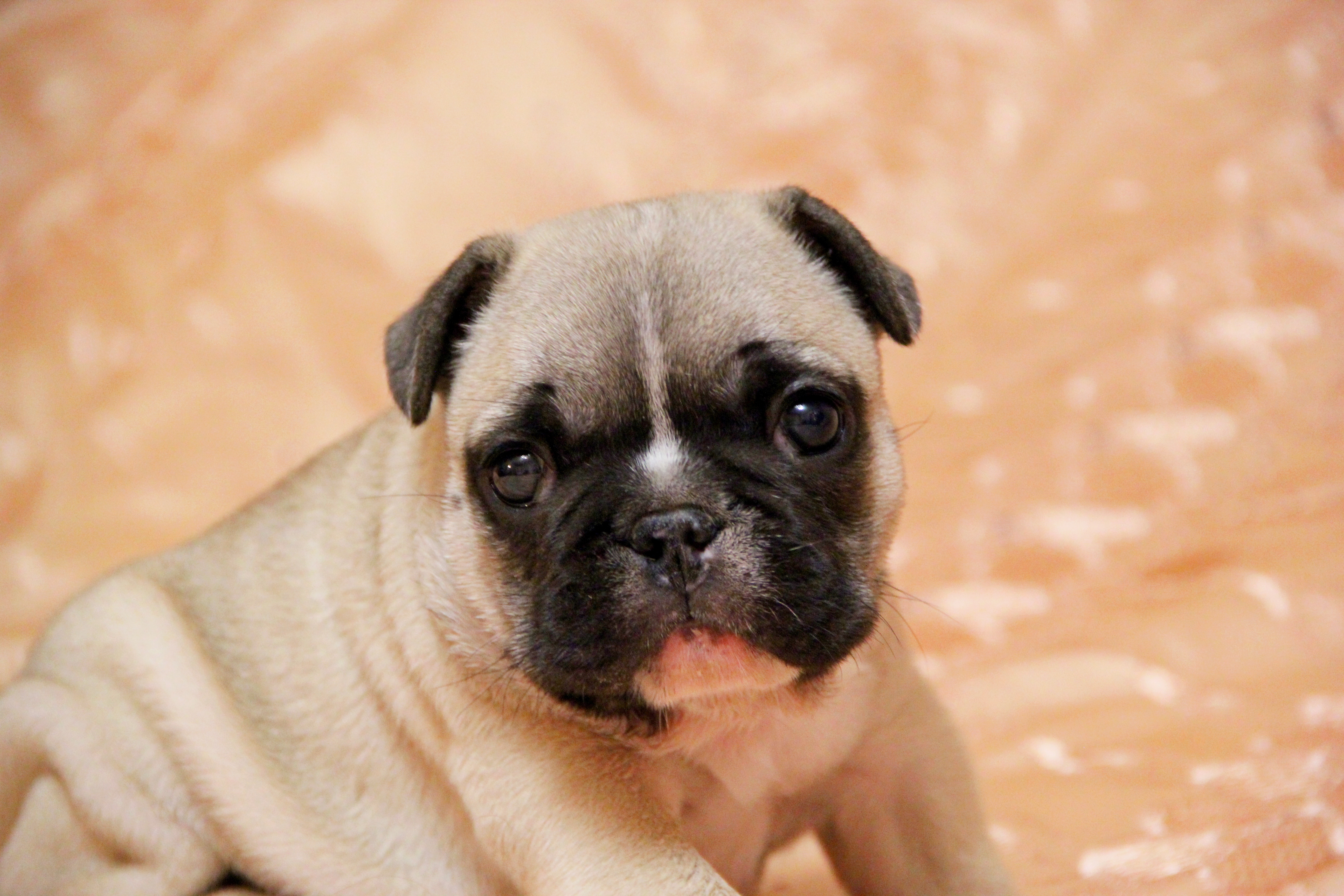 dogs, Pug, Puppy, Glance, Animals Wallpaper