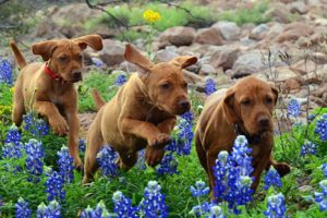dogs, Puppies, Running, Flowers, Baby, Puppy