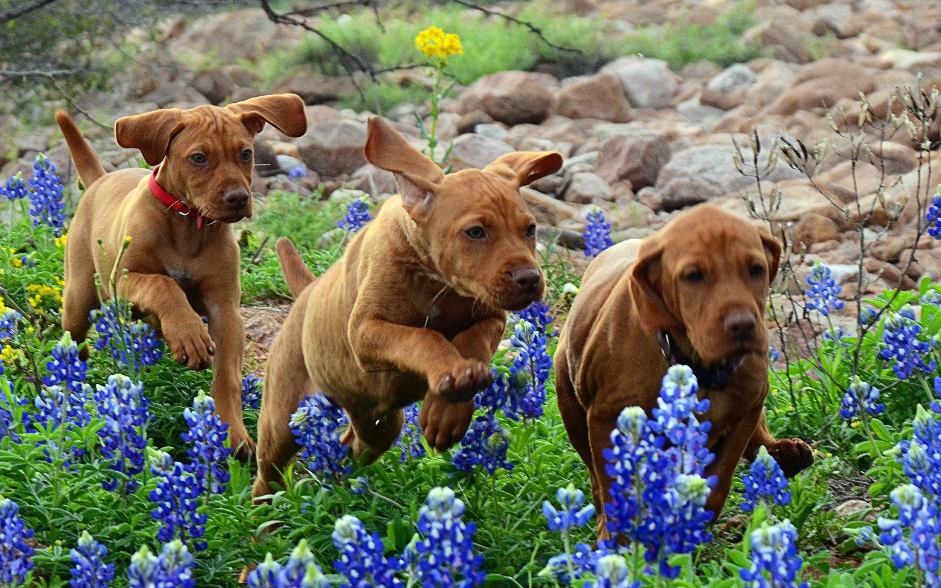 dogs, Puppies, Running, Flowers, Baby, Puppy Wallpaper