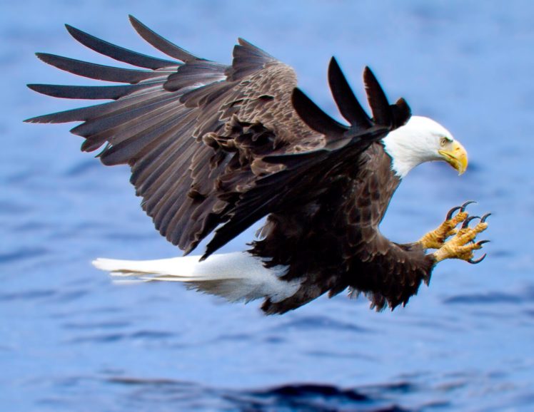 eagle, Predator, Bird HD Wallpaper Desktop Background