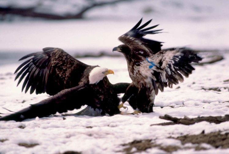 eagle, Predator, Bird, Battle HD Wallpaper Desktop Background
