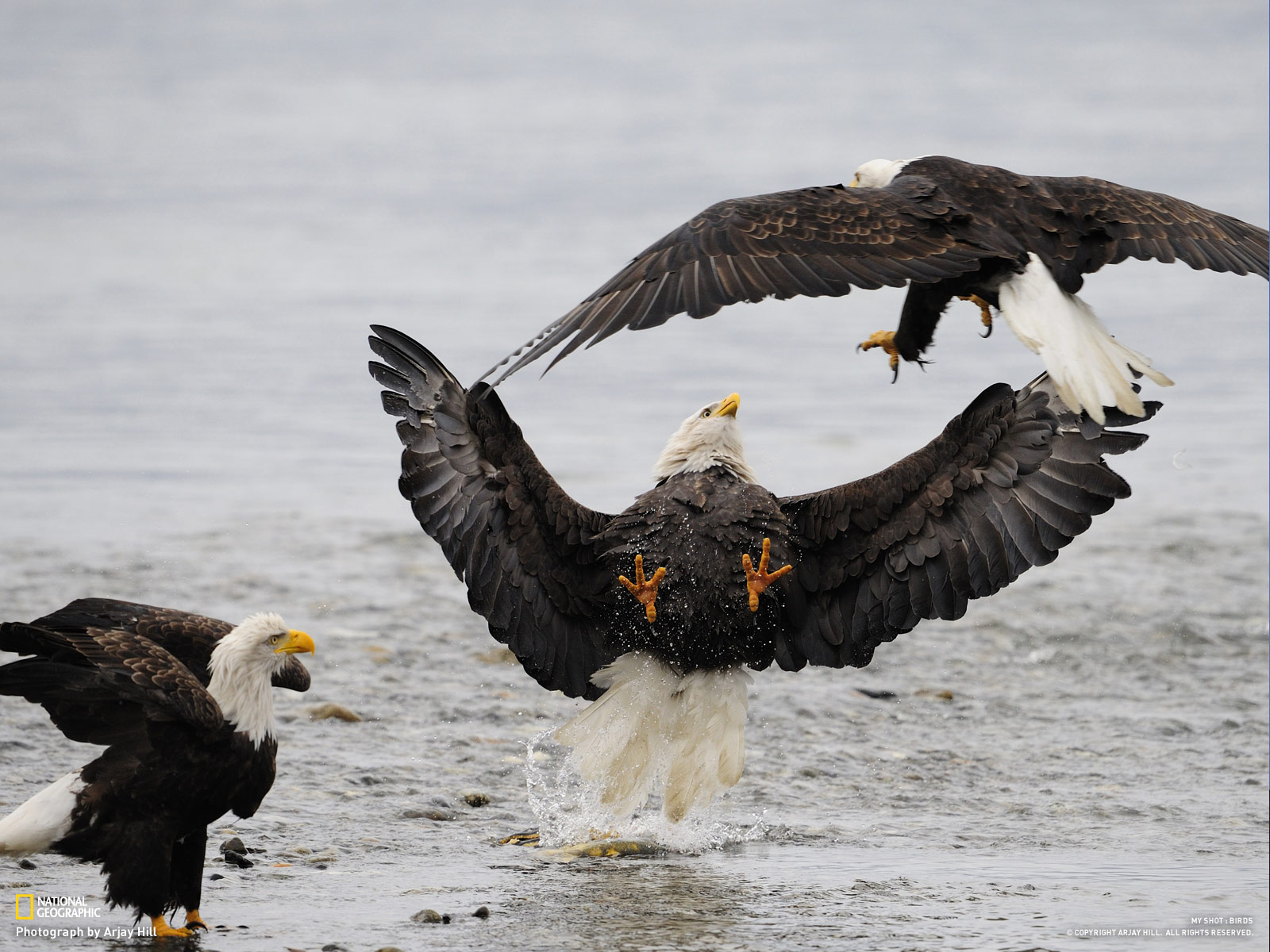 eagle, Predator, Bird, Battle, Da Wallpaper