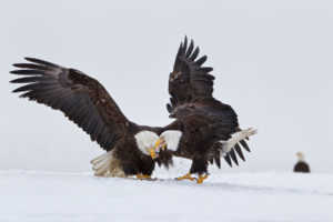 eagle, Predator, Bird, Battle, Winter