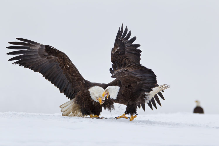 eagle, Predator, Bird, Battle, Winter HD Wallpaper Desktop Background