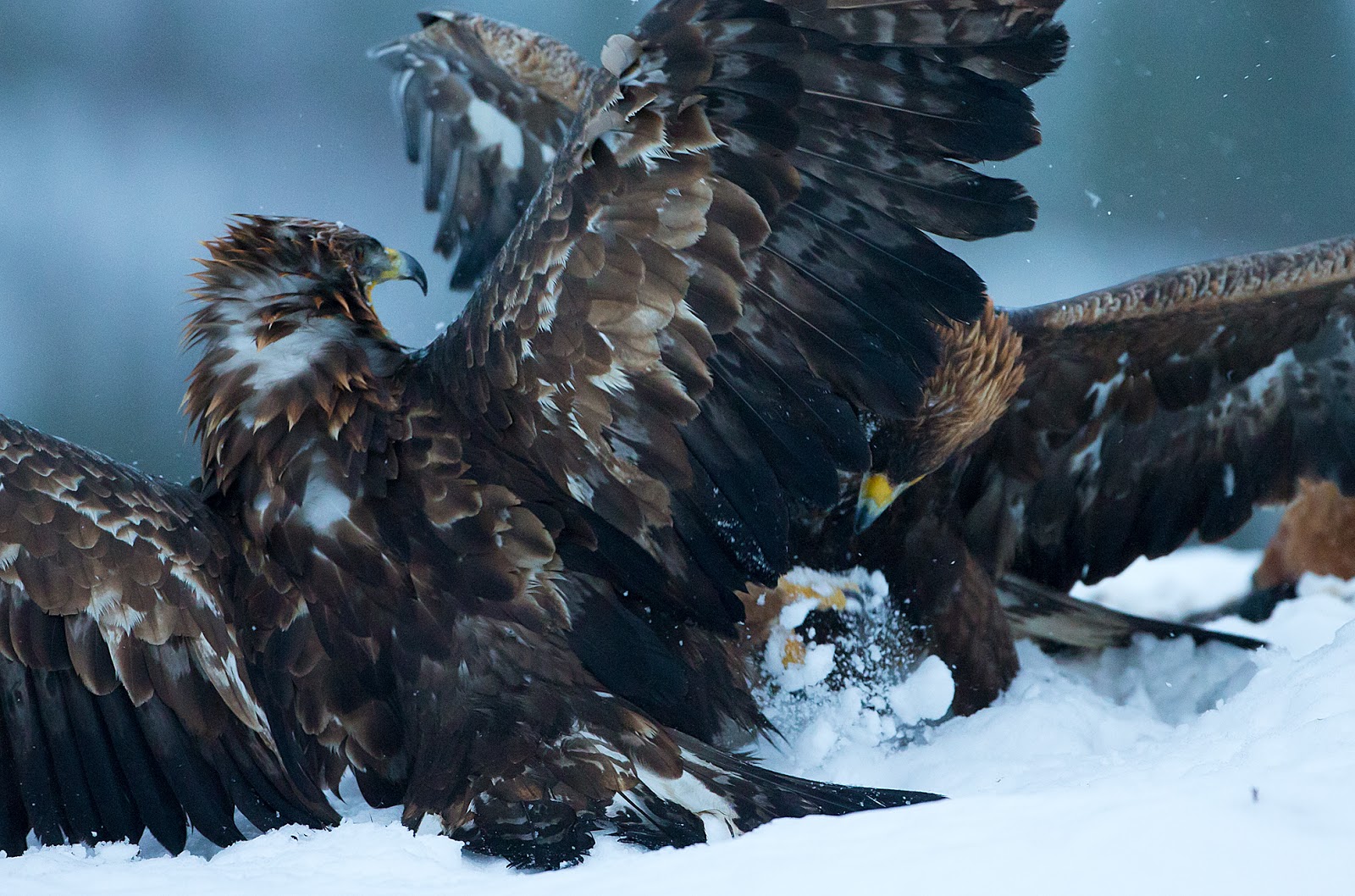 eagle, Predator, Bird, Battle, Winter Wallpaper