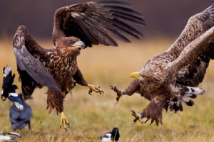 eagle, Predator, Bird, Hawk, Battle