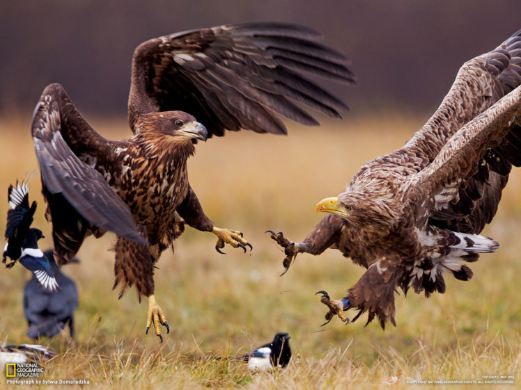eagle, Predator, Bird, Hawk, Battle HD Wallpaper Desktop Background