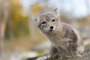 fox, Arctic