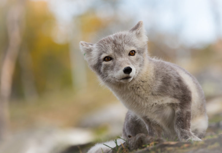 fox, Arctic HD Wallpaper Desktop Background