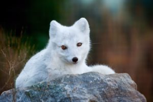 foxes, White, Animals, Fox