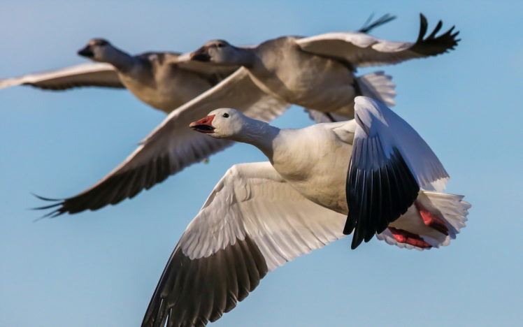 geese, Birds, Flying, Snow, Goose HD Wallpaper Desktop Background